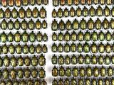 a lot of beetles that are on display on the wall