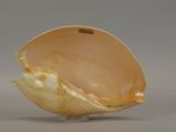 a shell shaped object that is sitting on a table