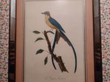 a framed picture of a blue bird on a tree branch