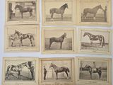 several old black and white photographs of horses in a field