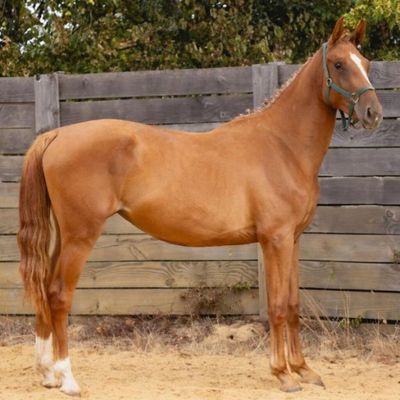 un cheval brun qui se tient debout dans la terre