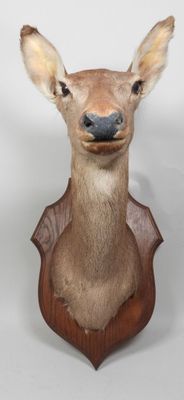tête de cerf empaillée, fixée sur une plaque en bois représentant une tête de cerf