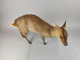 a small deer that is standing on a white surface