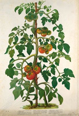 un dessin représentant un plant de tomate avec des feuilles vertes et des tomates rouges