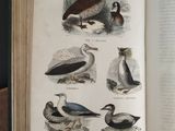 many birds that are sitting on the pages of a book