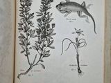 an open book with drawings of plants and animals on it