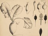 dessin représentant un assortiment de légumes posés sur une table, à côté d'une plante