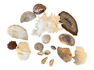 many different types of shells arranged in a circle
