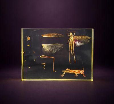une boîte en verre contenant une image d'insectes