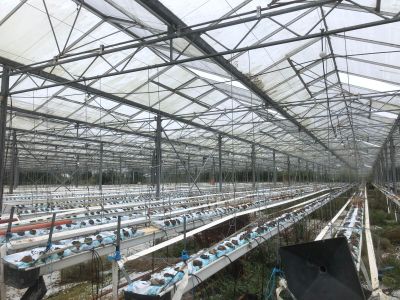 Suite LJ. Loïc PERENNES "Les Serres de KERIONOC" : - SERRE d…