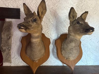 deux têtes de cerfs accrochées au mur l'une à côté de l'autre