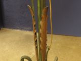 a tall vase with flowers in it sitting on a table