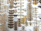 many different types of moths on display in a glass case