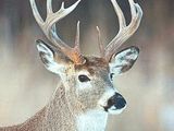 a picture of a deer that is standing in the snow
