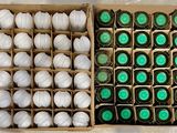 a box full of white and green balls in it