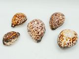 cinq coquillages sont disposés en rangée sur une surface blanche