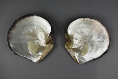 deux huîtres à la coquille blanche posées sur une surface grise