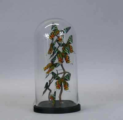 glass cloche with butterflies in a glass dome on a white background