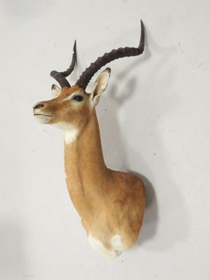 une tête de cerf fixée au mur d'une pièce