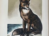 illustration of a fox sitting on a piece of paper in an open book