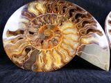 two fossilized ammonites on a black background