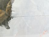 un ours polaire debout dans l'eau