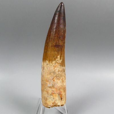 an image of a large fossil tooth on a clear base