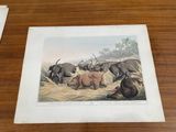a picture of a group of elephants laying on the ground