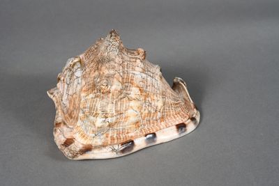 un coquillage posé sur une surface grise