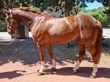 un cheval brun mené par un homme