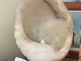 a picture of a clam shell on a table next to other items
