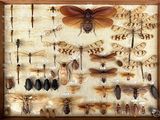 a lot of insects that are on display in a wooden frame
