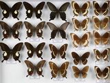 de nombreux papillons exposés dans une vitrine