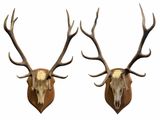 two deer heads with antlers mounted on a white wall