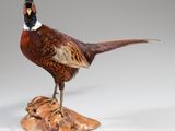 un oiseau perché sur un morceau de bois