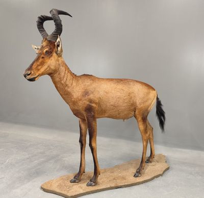 statue d'une antilope posée sur un socle en bois, sur fond gris