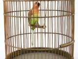 un oiseau perché dans une cage à oiseaux