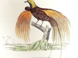 a bird that is sitting on a tree branch