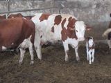 many cows that are standing in a pen together