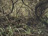 une borne d'incendie rouge au milieu de la forêt