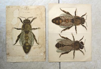 deux photos d'une abeille et d'une mouche sur un carrelage