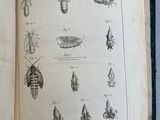 a book with drawings of bugs and other insects on it