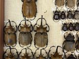 a lot of beetles that are on display in a wooden frame