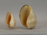 two bulbs of garlic on a table with a gray background