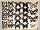 de nombreux papillons exposés dans une vitrine