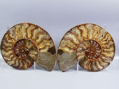 Fossiles de collection. Grande ammonite cristallisée en coup… - Photo 1
