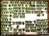 a lot of green beetles on display in a display case