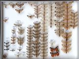 a lot of butterflies that are sitting on a window sill