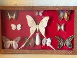 une photo représentant un arrangement de papillons dans un cadre en bois