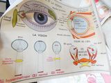 a person holding a paper with a diagram of a human eye